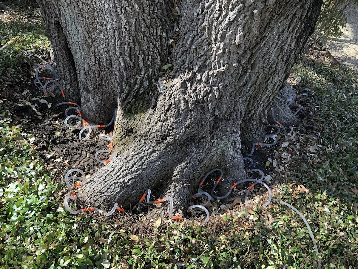 Detailed Tree Cabling and Bracing job site in Manorville