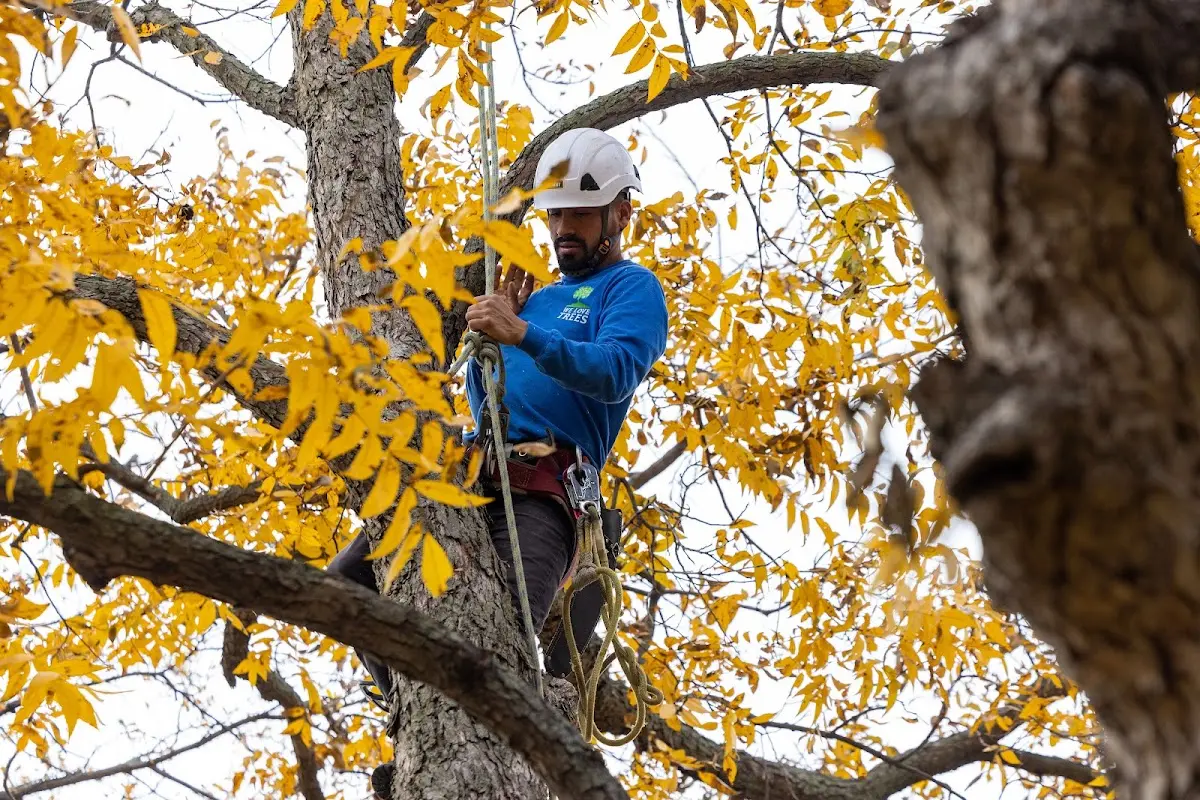 Skilled Tree Pruning crew working in Manorville