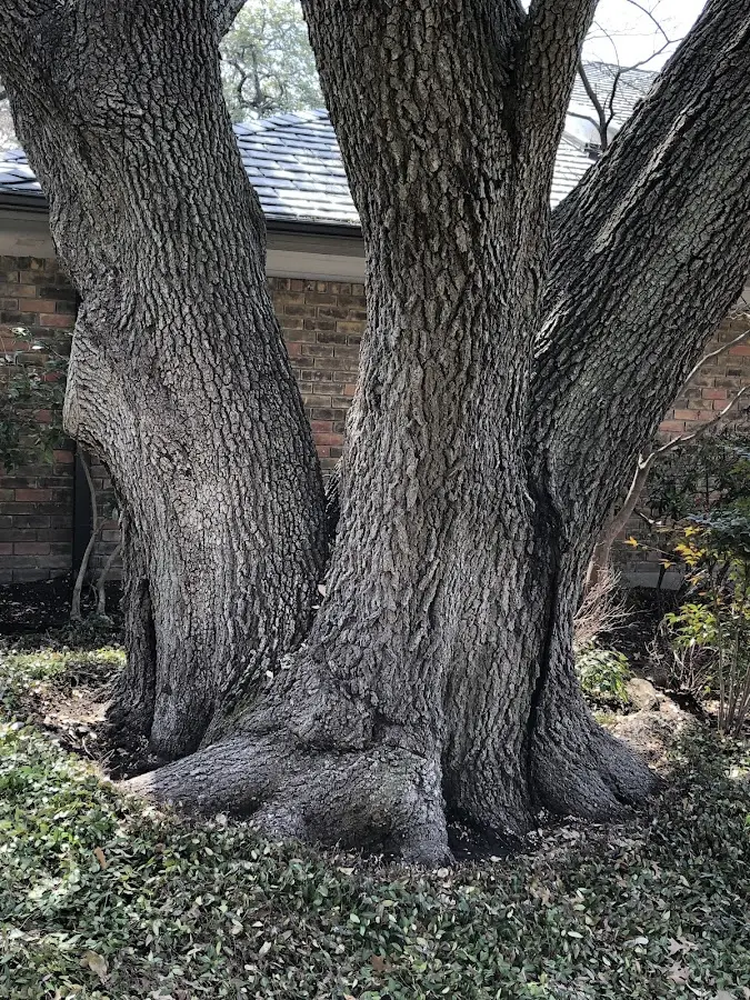 Mature heritage tree close to a Manorville property cared for by certified arborists